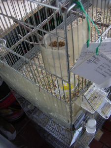 19 pila gabbie scala.jpg